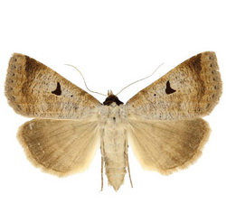 Lygephila lusoria Lygephila lusoria